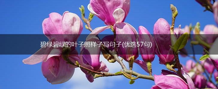 碧绿碧绿的叶子照样子写句子(优选57句),第1张