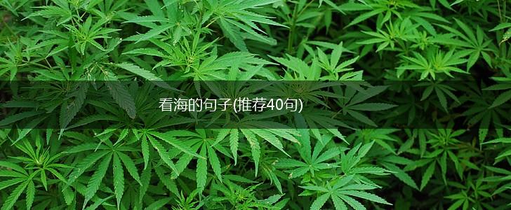 看海的句子(推荐40句),第1张