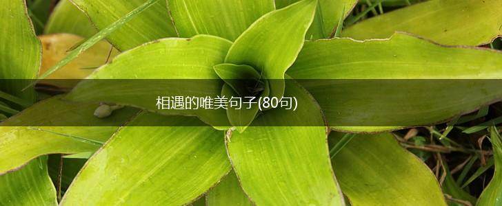 相遇的唯美句子(80句),第1张