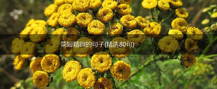 简短精辟的句子(精选80句),第1张