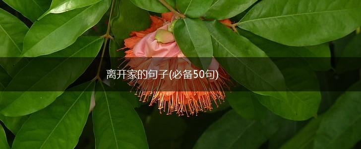 离开家的句子(必备50句),第1张