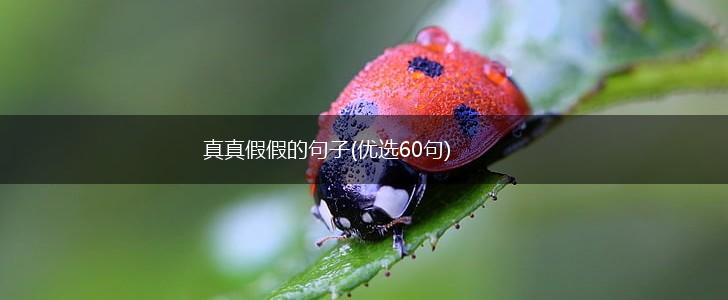 真真假假的句子(优选60句),第1张