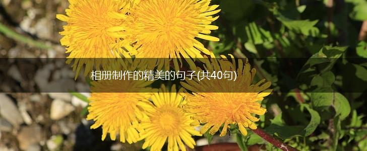 相册制作的精美的句子(共40句),第1张