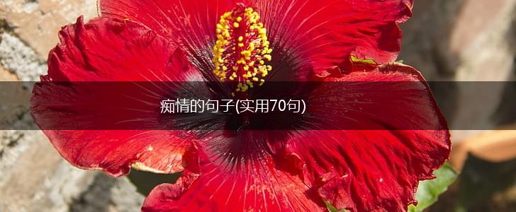 痴情的句子(实用70句),第1张