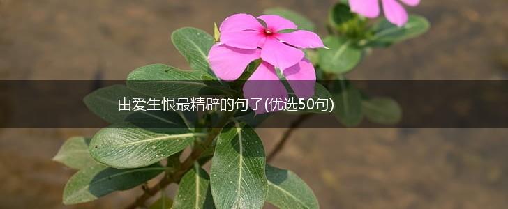 由爱生恨最精辟的句子(优选50句),第1张