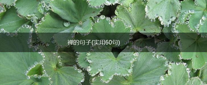 禅的句子(实用60句),第1张