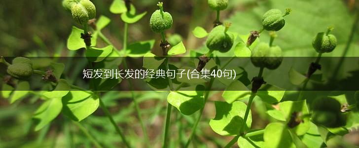短发到长发的经典句子(合集40句),第1张