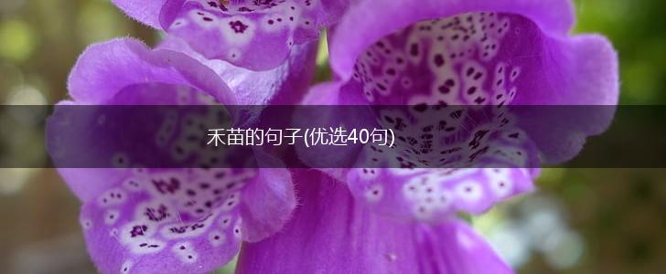 禾苗的句子(优选40句),第1张