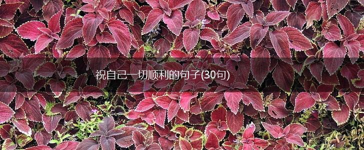 祝自己一切顺利的句子(30句),第1张