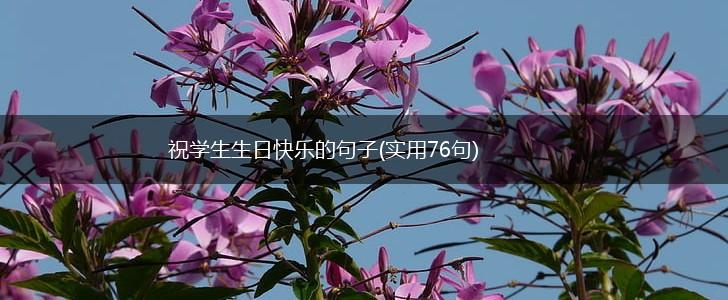 祝学生生日快乐的句子(实用76句),第1张