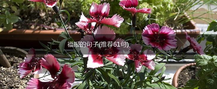 福报的句子(推荐61句),第1张