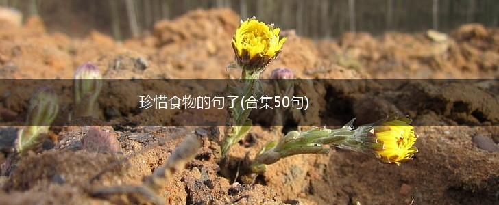 珍惜食物的句子(合集50句),第1张