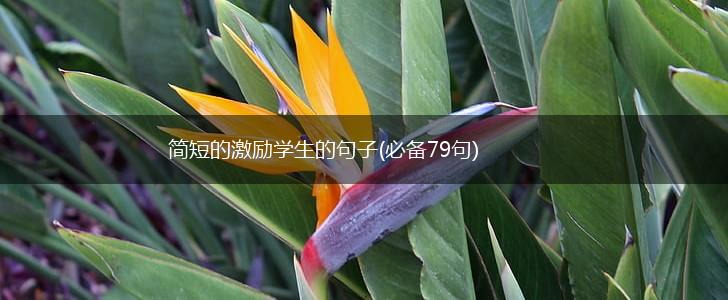 简短的激励学生的句子(必备79句),第1张