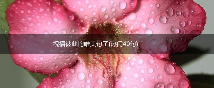 祝福彼此的唯美句子(热门40句),第1张