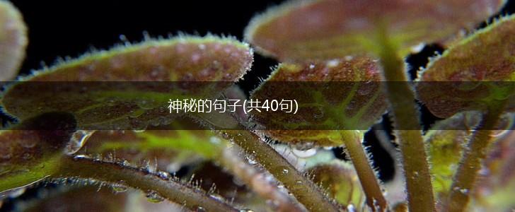 神秘的句子(共40句),第1张