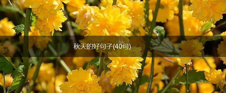 秋天的好句子(40句),第1张