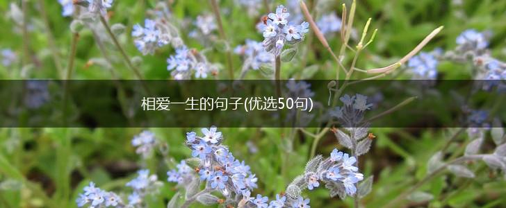相爱一生的句子(优选50句),第1张