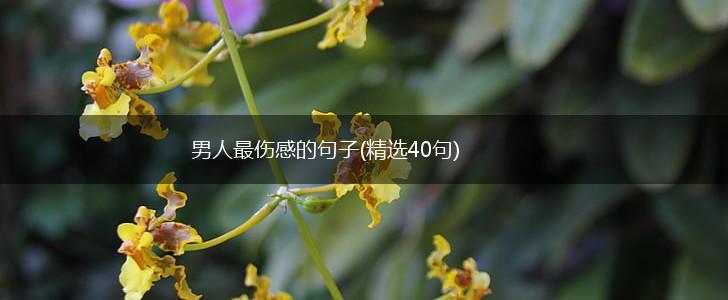 男人最伤感的句子(精选40句),第1张