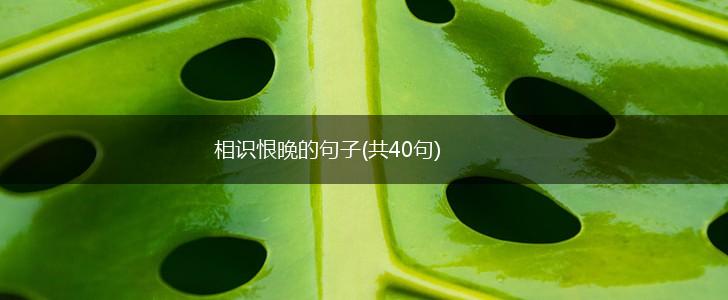 相识恨晚的句子(共40句),第1张