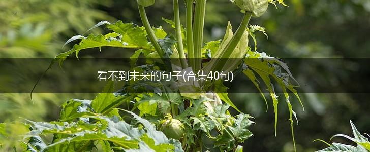 看不到未来的句子(合集40句),第1张