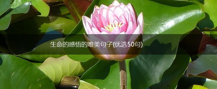 生命的感悟的唯美句子(优选50句),第1张