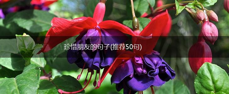 珍惜朋友的句子(推荐50句),第1张 珍惜朋友的句子(推荐50句),第1张