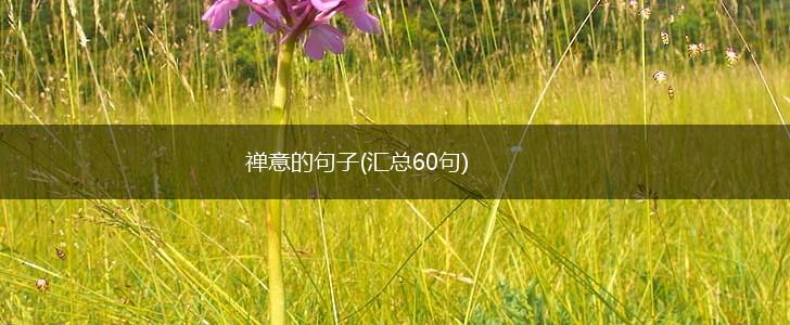 禅意的句子(汇总60句),第1张