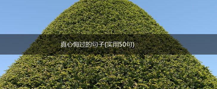 真心悔过的句子(实用50句),第1张