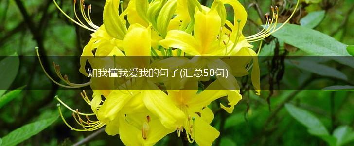 知我懂我爱我的句子(汇总50句),第1张
