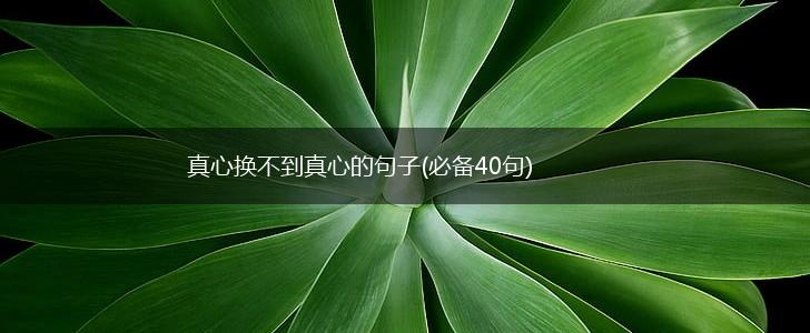 真心换不到真心的句子(必备40句),第1张
