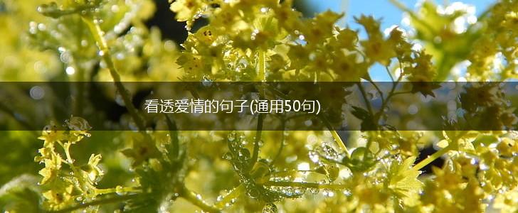 看透爱情的句子(通用50句),第1张