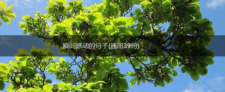 瞬间感动的句子(通用39句),第1张