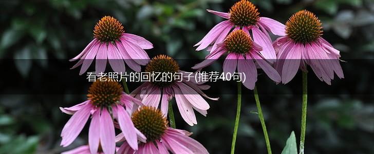 看老照片的回忆的句子(推荐40句),第1张