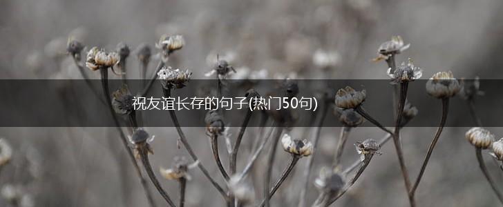 祝友谊长存的句子(热门50句),第1张