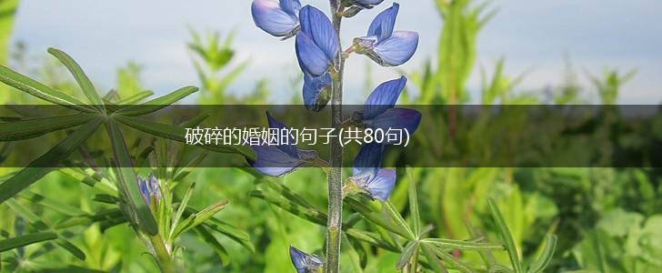 破碎的婚姻的句子(共80句),第1张