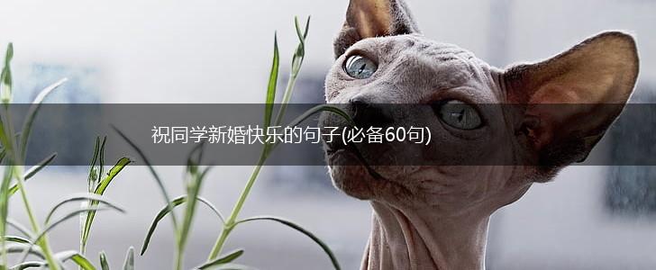 祝同学新婚快乐的句子(必备60句),第1张