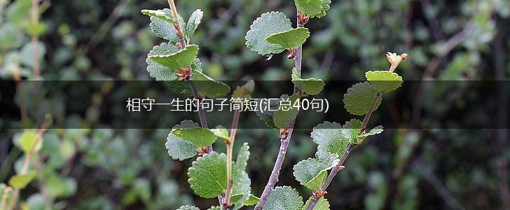 相守一生的句子简短(汇总40句),第1张