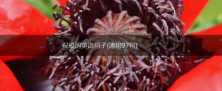 祝福的英语句子(通用97句),第1张