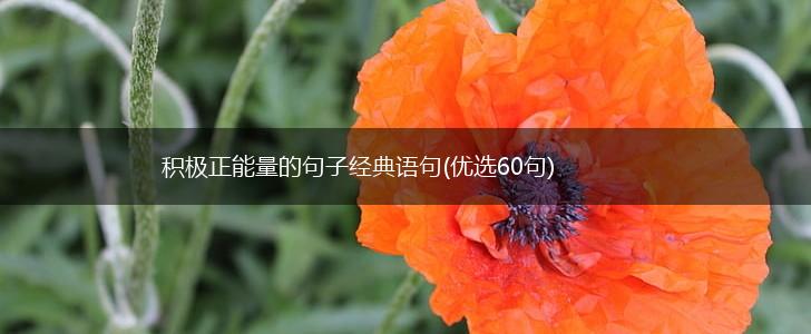 积极正能量的句子经典语句(优选60句),第1张