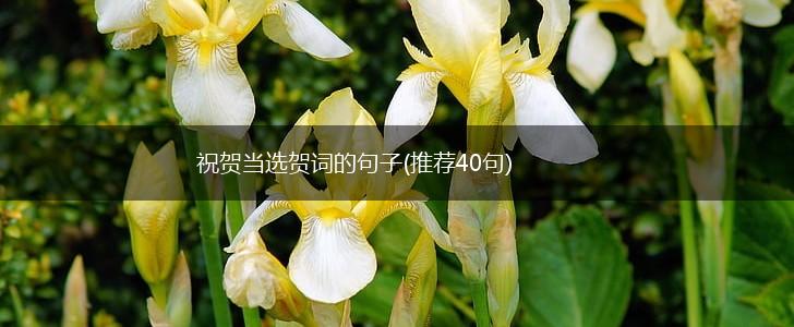祝贺当选贺词的句子(推荐40句),第1张