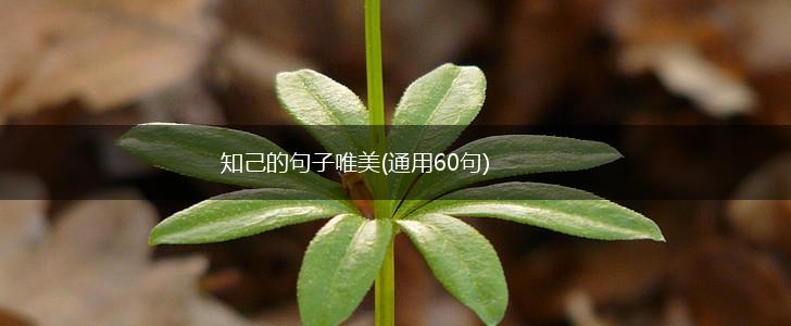 知己的句子唯美(通用60句),第1张