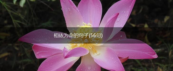 相依为命的句子(56句),第1张