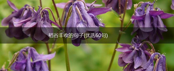 稻谷丰收的句子(优选60句),第1张