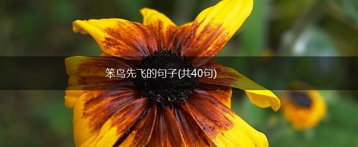 笨鸟先飞的句子(共40句),第1张