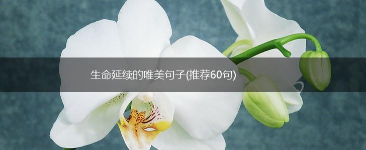 生命延续的唯美句子(推荐60句),第1张
