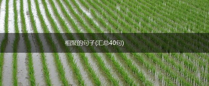 相聚的句子(汇总40句),第1张