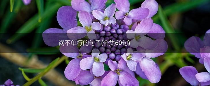 祸不单行的句子(合集60句),第1张