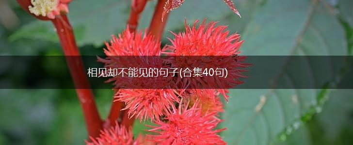 相见却不能见的句子(合集40句),第1张