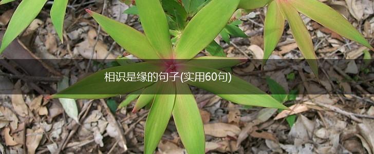 相识是缘的句子(实用60句),第1张