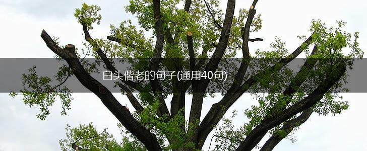白头偕老的句子(通用40句),第1张